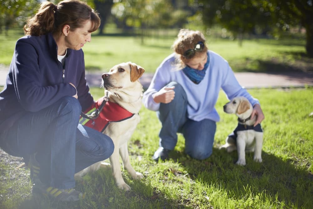 Wir helfen dir, die beste Hundeschule zu finden - Listando